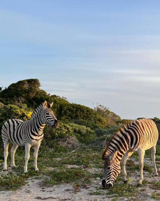 Ocean Retreat, Romansbaai Gansbaai Bagian luar foto
